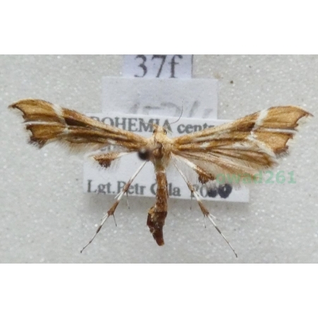 Cnaemidophorus rhododactyla (Denis & Schiffermüller, 1775) Czech37f